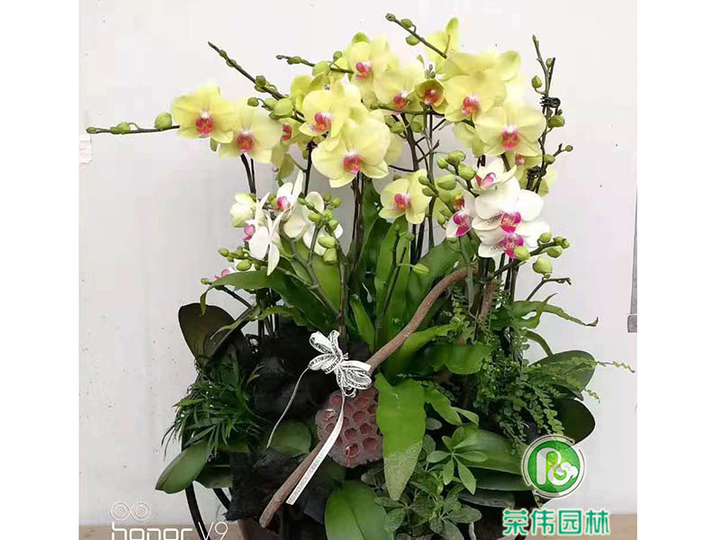蝴蝶蘭